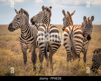 Zebra im gras natur Lebensraum, Tansania. Wildlife Szene aus Natur, Afrika Stockfoto