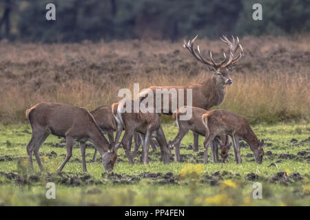 Rotwild männlich Buck (Cervus elaphus) Bewachung Herde von weiblichen doe Tiere während der Paarungszeit Stockfoto
