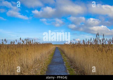 Wanderweg durch Braun Bereich an einem sonnigen Wintertag in den Niederlanden Reed Stockfoto