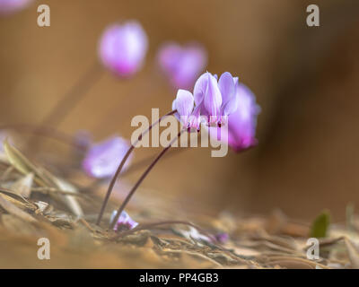 Gruppe von Ivy-leaved Alpenveilchen (Cyclamen Hederifolium oder sowbread) in voller Blüte mit hellen Hintergrund Stockfoto