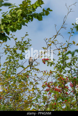Spotted Flycatchers (Muscicapa Striata) in Hawthorn tree Bodenham See Herefordshire UK. September 2018. Stockfoto