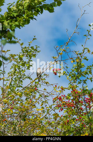Spotted Flycatchers (Muscicapa Striata) in Hawthorn tree Bodenham See Herefordshire UK. September 2018. Stockfoto