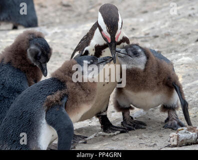 Afrikanische Pinguin (Spheniscus demersus) Küken nachfrage Fütterung von ihren Motte, auch als die Brillenpinguine und Schwarz-füßiges Pinguin von Boulders bekannt sein. Stockfoto