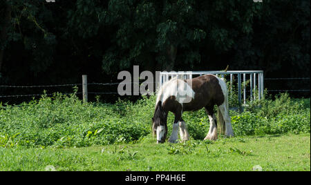 Gypsy horse Beweidung in Feld Stockfoto