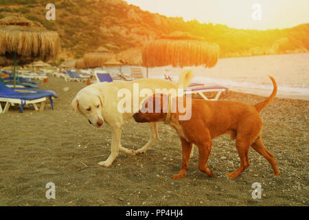 Zwei Hunde Spaziergang am Strand, Strand und Sonnenuntergang im Hintergrund, Konzept der Liebenden "Chatten in den Sonnenuntergang Stockfoto