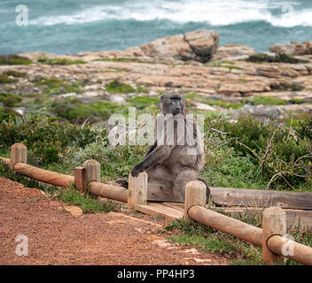 Paviane am Kap der Guten Hoffnung Nationalpark auf der Kap Halbinsel, Western Cape in der Nähe von Kapstadt, Südafrika Stockfoto