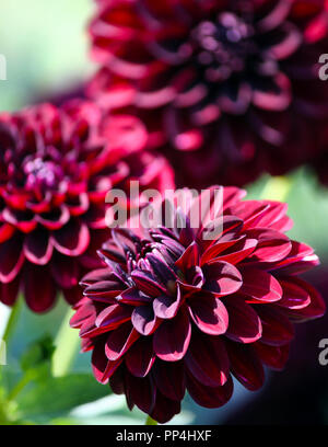 Vielzahl von chrysantheme fidalgo Blacky asteraceae Pflanze, drei große dunkel Lila Blume mit Rosa und weißlich, Laub der Pflanze Stockfoto