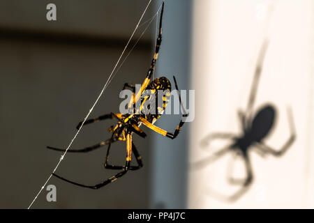 Eine schwarze und gelbe orbweaver Spinne sitzt auf einem Web in der Sonne und wirft einen Schatten Stockfoto