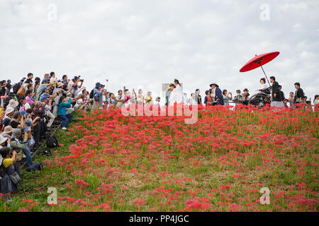 3 Millionen Lycoris Radiatas in voller Blüte in der Nähe des Flusses Yakachi in Handa City, wo die Braut fährt in einem rikscha, und der Bräutigam zu Fuß weiter, um es während Ihrer traditionellen Japanischen Stil Hochzeit gesehen. Diese Art der traditionellen Hochzeit wird jährlich von der Braut und des Bräutigams, die im Herbst Festival der Gon am Yanabe Hachiman Schrein Heiraten statt. Stockfoto