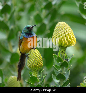 Männliche orange-breasted Sunbird, Anthobaphes violacea, in Kirstenbosch National Botanical Garden am Fuße des Tafelbergs, Kapstadt, Südafrika Stockfoto