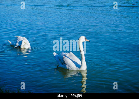 Zwei Schwäne auf der Donau in Österreich. Stockfoto