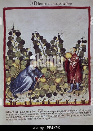 Faksimile des THEATRUM SANITATIS - gelbe Melonen ERNTE - Manuskript 14. und 15. Jahrhunderts. Autor: UBUBEHASYM BALDACH O IBN BUTLAN. Lage: CSIC. MADRID. Spanien. Stockfoto