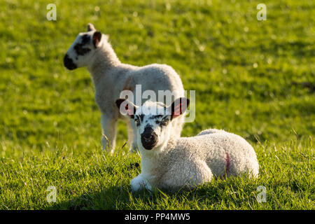 Vorderansicht des 1 niedliche Lamm, Ohren spitzte, zur Festlegung auf saftig grünen Gras, im sonnendurchfluteten Bauernhof Feld, sein Freund stehend in der Nähe - Yorkshire, England, UK. Stockfoto