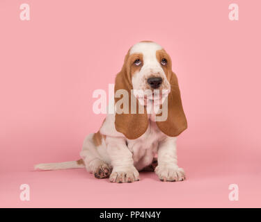 Braune und weiße Basset Hound Welpen sitzen auf der Suche süße auf einem rosa Hintergrund Stockfoto