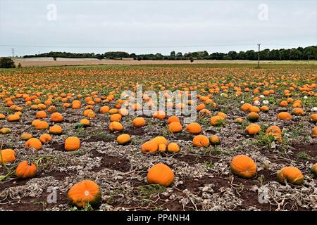 In den frühen Morgenstunden im Herbst, die Atmosphäre einer großen Sammlung von Reifen orange Kürbisse, bereit für die Ernte zu erfassen. Stockfoto