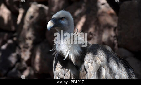 Gänsegeier (Tylose in Fulvus), Eurasian griffon Nahaufnahme portrait Stockfoto