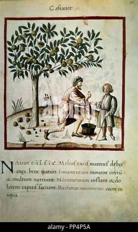 Faksimile des THEATRUM SANITATIS - Manuskript der Medizin - LAS CASTAÑAS UND IHRE EIGENSCHAFTEN - 14. und 15. Jahrhunderts. Autor: UBUBEHASYM BALDACH O IBN BUTLAN. Lage: BIBLIOTECA. ROUEN. Frankreich. Stockfoto