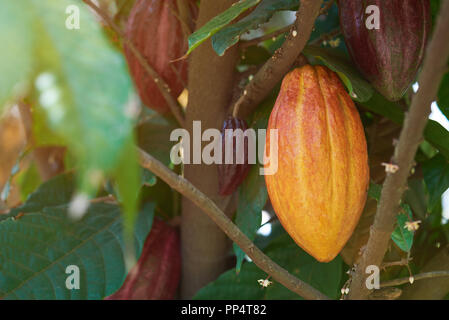 Gruppe von farbigen cacao Hülsen hängen am Baum im sonnigen Tag Stockfoto