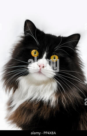 In der Nähe von einem wunderschönen schwarzen und weißen Rag Doll cat mit leuchtend gelben Augen Stockfoto