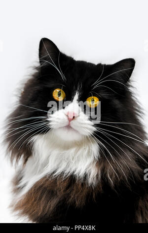 In der Nähe von einem wunderschönen schwarzen und weißen Rag Doll cat mit leuchtend gelben Augen Stockfoto