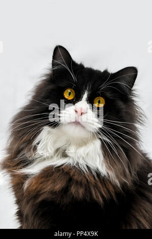 In der Nähe von einem wunderschönen schwarzen und weißen Rag Doll cat mit leuchtend gelben Augen Stockfoto