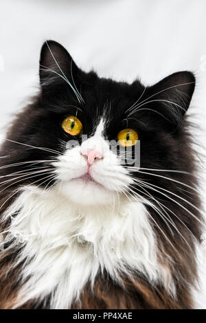 In der Nähe von einem wunderschönen schwarzen und weißen Rag Doll cat mit leuchtend gelben Augen Stockfoto