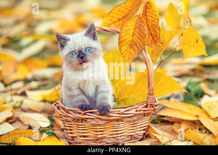 Kleines Kätzchen im Korb sitzen im Garten auf den gefallenen Blätter im Herbst Stockfoto