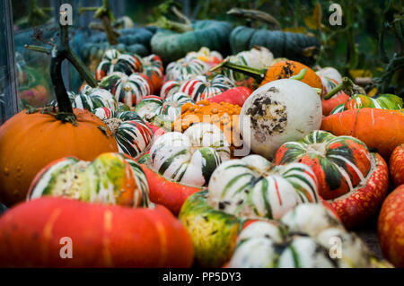 Turban Squash/Kürbis. Fantastisch aussehendes und Gruselige Kürbisse Herbst traditionell für Halloween Dekorationen verwendet. Stockfoto
