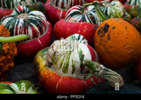 Turban Squash/Kürbis. Fantastisch aussehendes und Gruselige Kürbisse Herbst traditionell für Halloween Dekorationen verwendet. Stockfoto