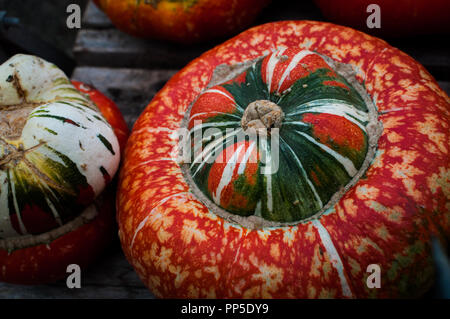 Turban Squash/Kürbis. Fantastisch aussehendes und Gruselige Kürbisse Herbst traditionell für Halloween Dekorationen verwendet. Stockfoto
