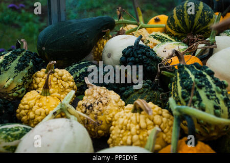 Fantastisch aussehendes und Gruselige Kürbisse Herbst traditionell für Halloween Dekorationen verwendet. Stockfoto