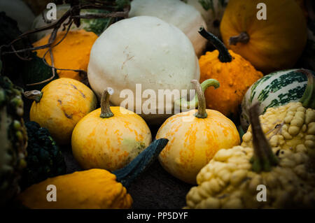 Fantastisch aussehendes und Gruselige Kürbisse Herbst traditionell für Halloween Dekorationen verwendet. Stockfoto