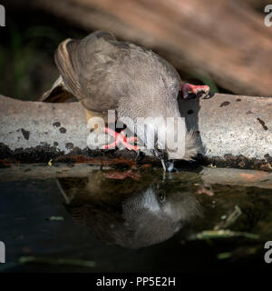 Gesprenkelte Mousebird (Colius Striatus) Stockfoto