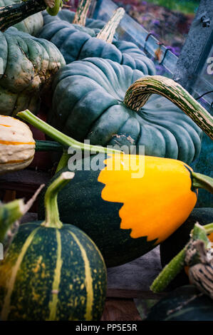 Fantastisch aussehendes und Gruselige Kürbisse Herbst traditionell für Halloween Dekorationen verwendet. Stockfoto