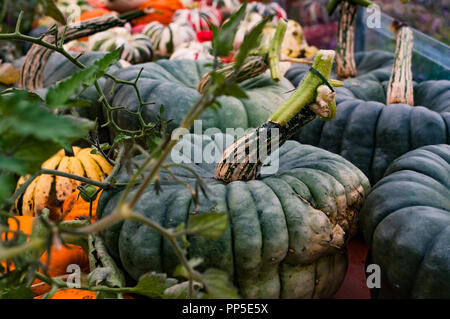 Fantastisch aussehendes und Gruselige Kürbisse Herbst traditionell für Halloween Dekorationen verwendet. Stockfoto