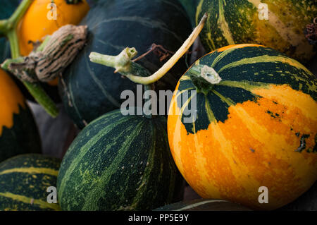 Fantastisch aussehendes und Gruselige Kürbisse Herbst traditionell für Halloween Dekorationen verwendet. Stockfoto