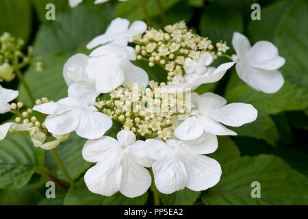 Viburnum Plicatum F. Hornkraut 'Mariesii' Stockfoto