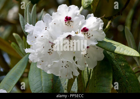 Rhododendron galactinum Stockfoto