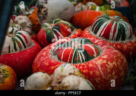 Turban Squash/Kürbis. Fantastisch aussehendes und Gruselige Kürbisse Herbst traditionell für Halloween Dekorationen verwendet. Stockfoto