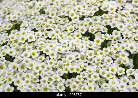 Saxifraga cebennensis Stockfoto