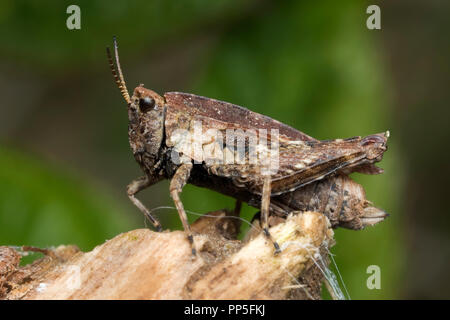 Gemeinsame Groundhopper (Tetrix undulata) am Stück Holz thront. Tipperary, Irland Stockfoto