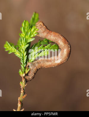 Gemeinsame Heide Motte Caterpillar (Ematurga atomaria) Fütterung auf Heidekraut. Tipperary, Irland Stockfoto