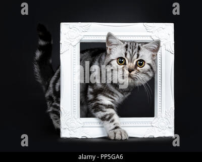 Titel: Super niedlich schwarz silber tabby Britisch Kurzhaar Katze Kätzchen Seite weisen durch einen weißen pictureframe, gerade in die Linse schauen, isolat Stockfoto