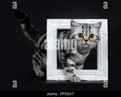 Titel: Super niedlich schwarz silber tabby Britisch Kurzhaar Katze Kätzchen Seite weisen durch einen weißen pictureframe, neben Lense, auf isolierte Stockfoto