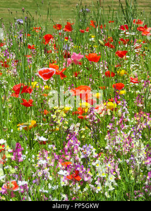 Eine bunte Wilde Blumenwiese in Wales, Großbritannien Stockfoto