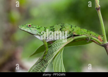 Ein neotropischer Green anole fotografiert in Costa Rica Stockfoto