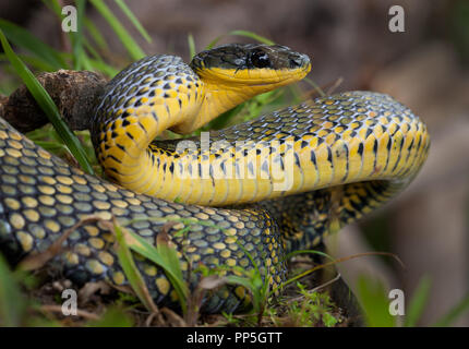 Ein Vogel Schlange fotografiert in Costa Rica Stockfoto