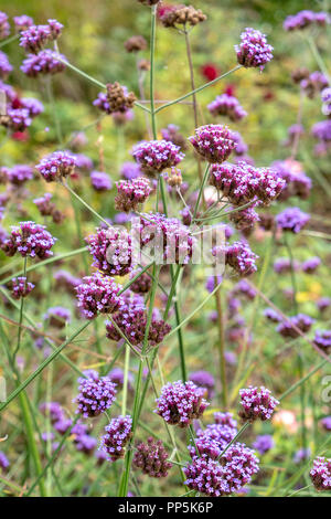 Argentinisches eisenkraut Verbena bonariensis Blumen Stockfoto