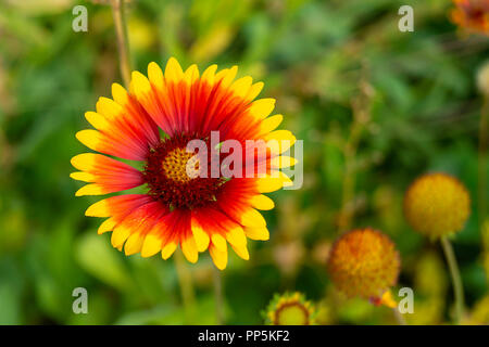 Solar Blume Helianthus wächst im Garten auf Hintergrund grün Blatt Stockfoto