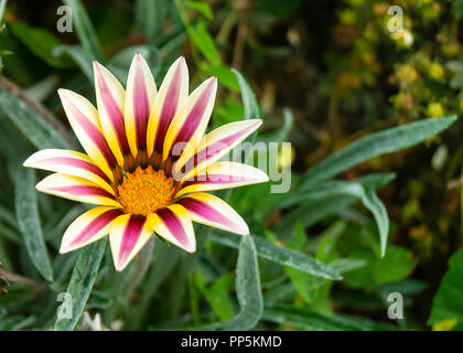 Gazania Blume auf Hintergrund grün Blatt wächst im Jahr Garten Stockfoto